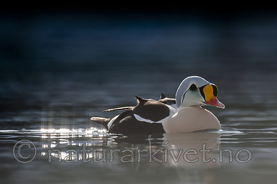 BB 12 0487 / Somateria spectabilis / Praktærfugl